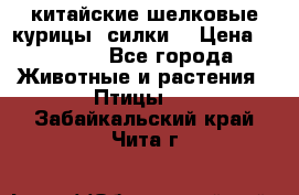 китайские шелковые курицы (силки) › Цена ­ 2 500 - Все города Животные и растения » Птицы   . Забайкальский край,Чита г.